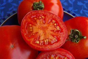 Blight resistant tomato 'Crimson Crush' has a genuine full tomato flavour