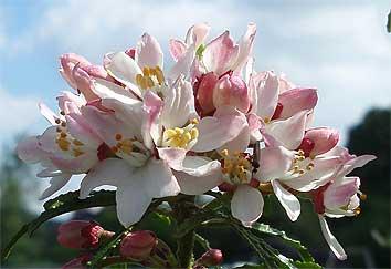 Choisya Apple Blossom (‘Pmoore09’