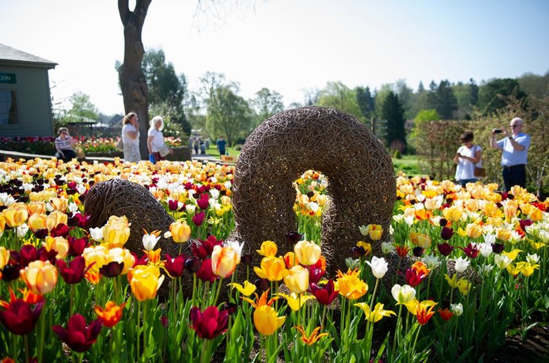 Harlow Carr tulip display in spring