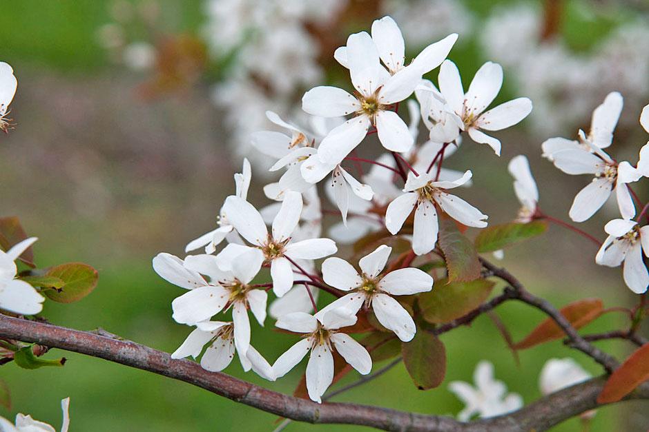 Spring flowers of Amelanchier 'Snowflakes'