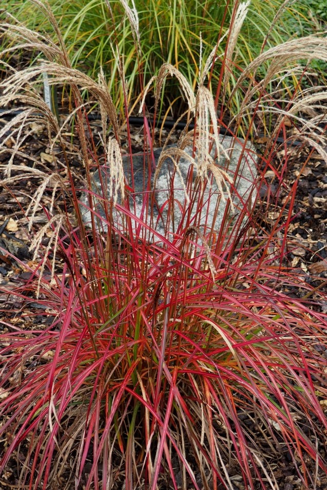 Miscanthus 'Ruby Cute'