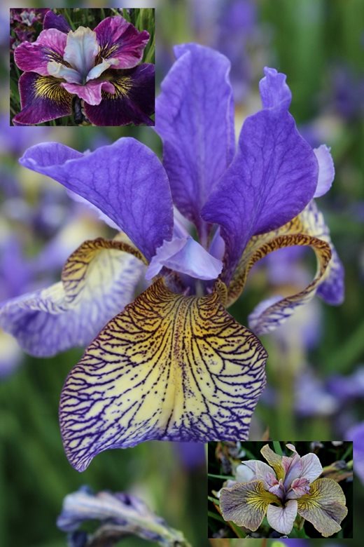 Iris sibirica 'Penny Whistle', 'Charming Billy' and 'Unbuttoned Zippers'